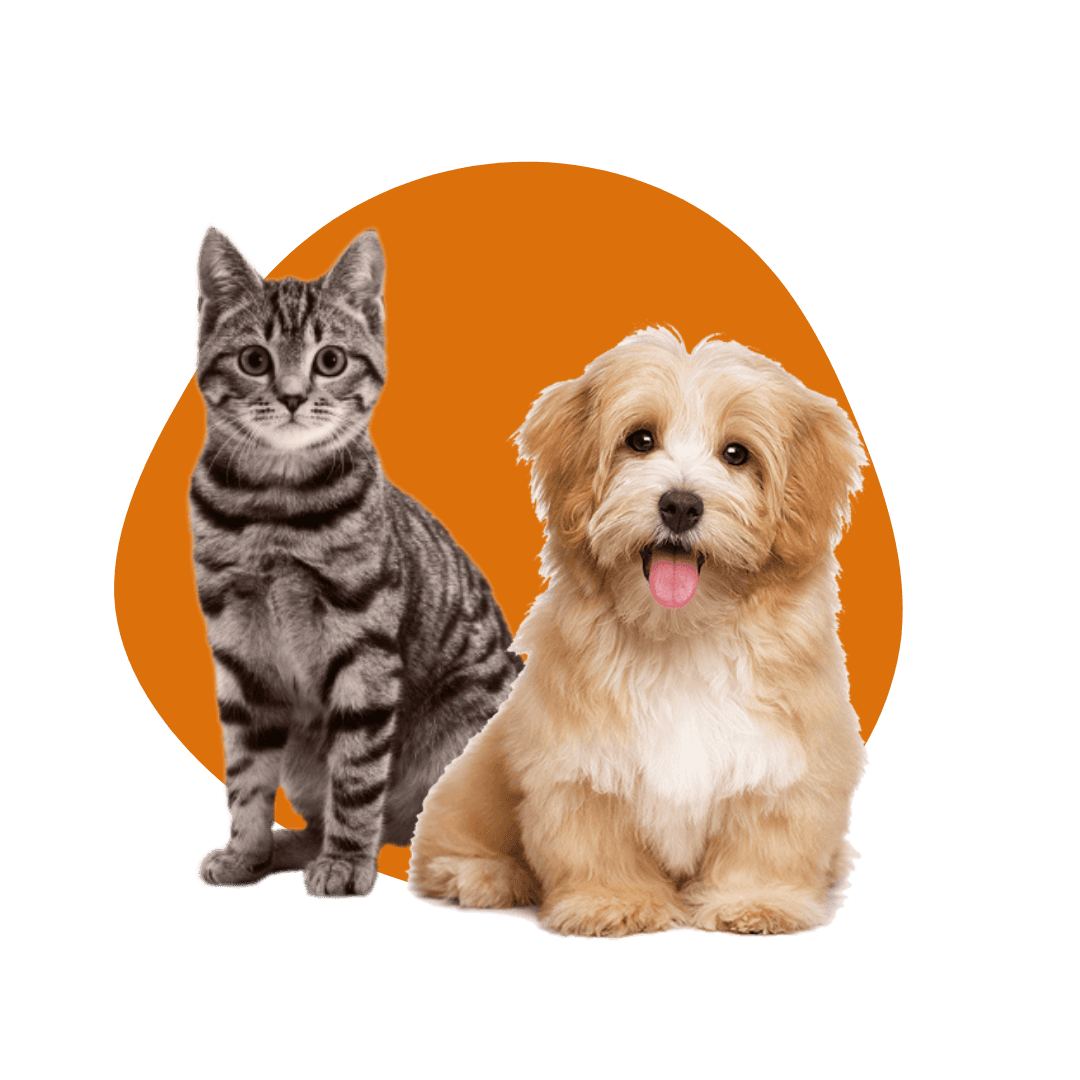 Happy pet